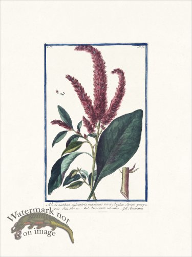 (image for) Bonelli 354 Wild Amaranth