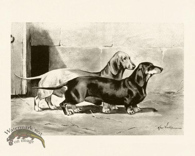 (image for) Modern Dogs 26