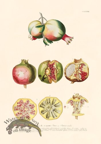 (image for) Trew Botanical 72