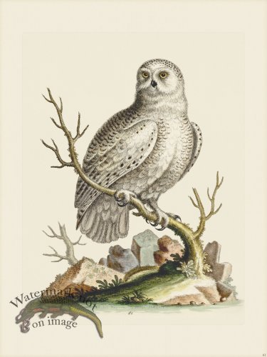 (image for) Edwards 061 Great White Owl