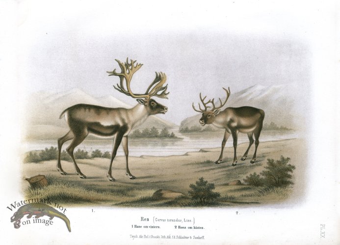 (image for) MoS Reindeer