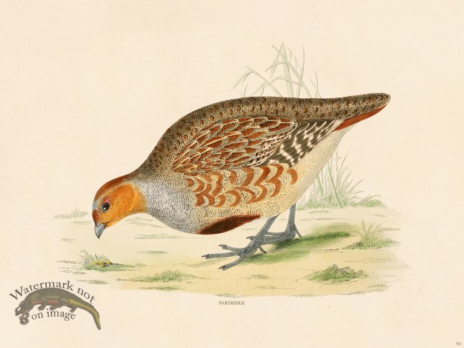 (image for) 06 BGB Partridge