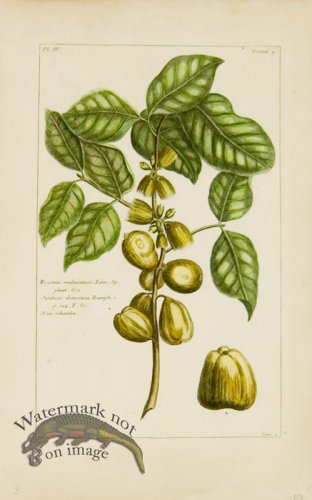 (image for) Buchoz Bot 20