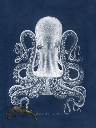 (image for) Octopus Blue 02