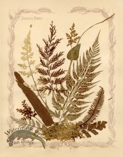 (image for) Jamaican Fern 3oc