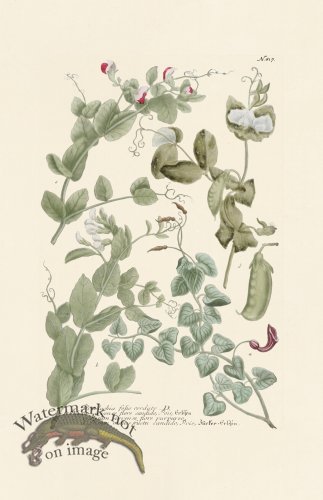 (image for) Weinmann PL 817