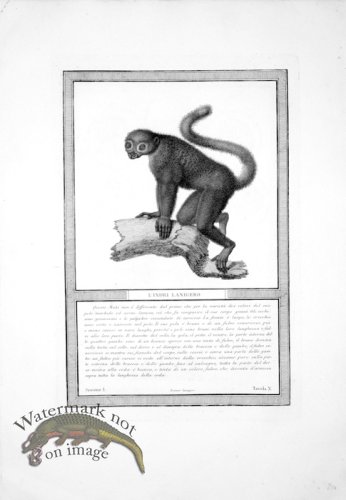 (image for) The_Monkeys_08
