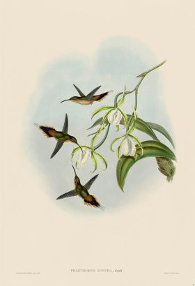 Gould Hummingbird 034