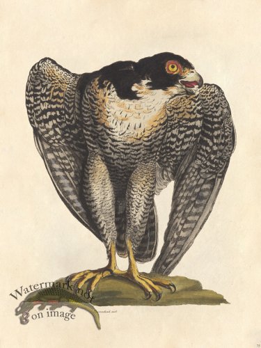 (image for) Sparrowhawk Male - Tribute Bd 75 M