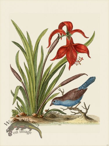 (image for) Edwards 131 Narcissus Jacobea 