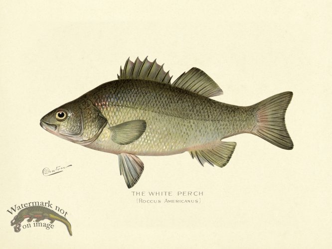 (image for) Perch - White