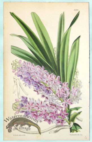 (image for) Curtis Orchids 30