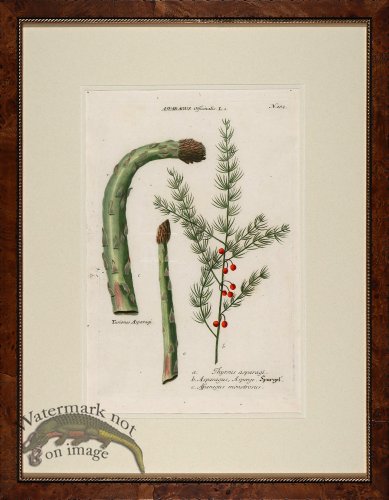 (image for) Weinmann Burl with Gold DM 15