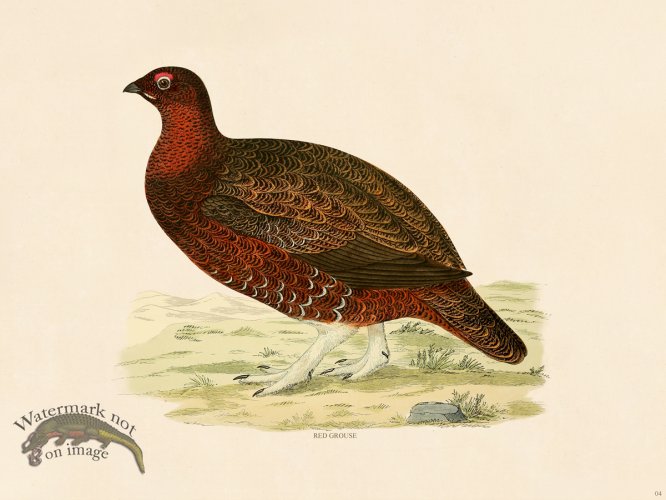 (image for) 04 BGB Red Grouse