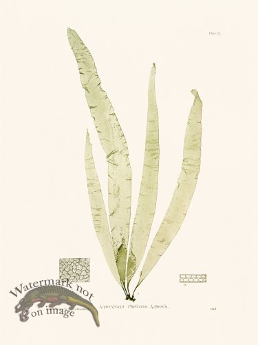 (image for) Bradbury Seaweed 150