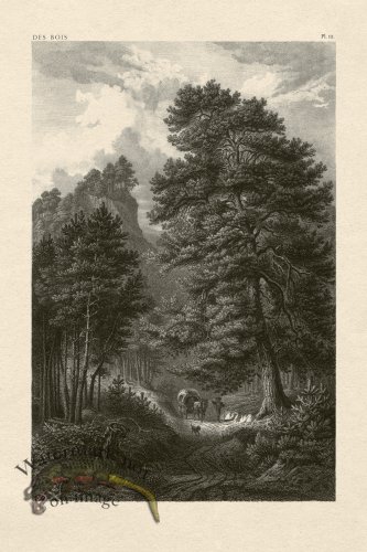 (image for) Hoefer Tree 12