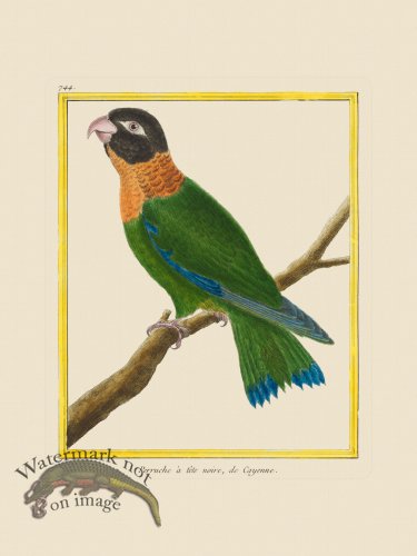 (image for) Martinet Bird 744