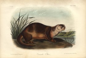 (image for) Canada Otter