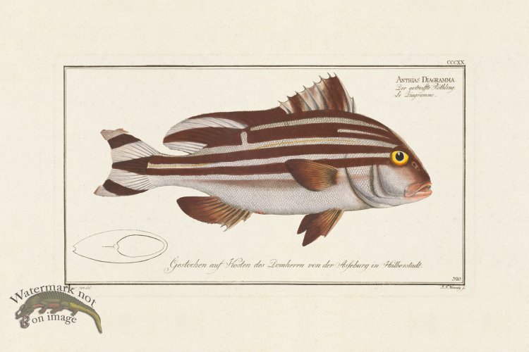 (image for) BLOCH FISH 320