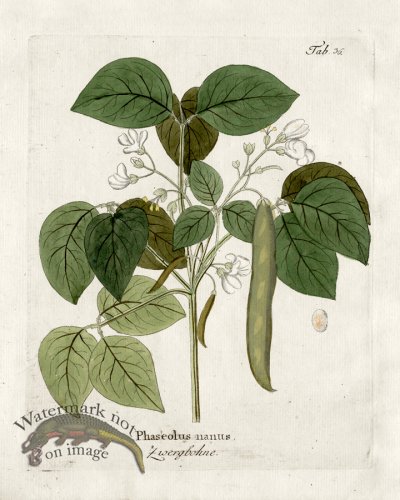 (image for) Dwarf Bean