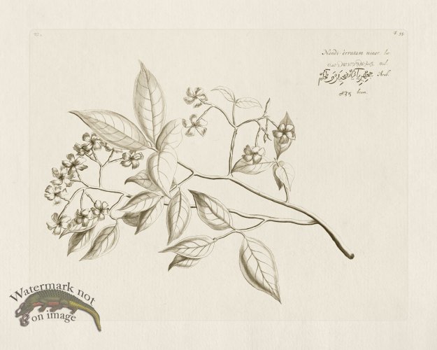 (image for) HORTUS VOL 02 55