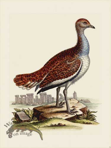 (image for) Edwards 074 Hen Bustard