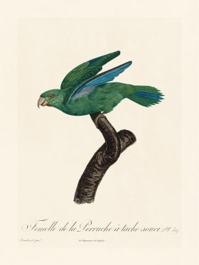 Barraband Parrot 059