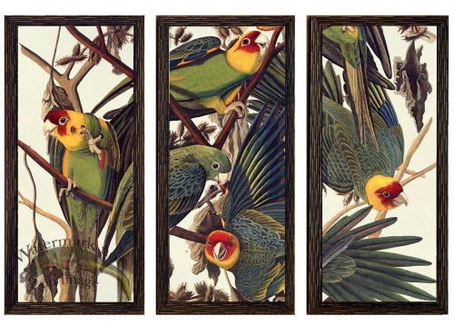 (image for) Carolina Parakeet Triptych