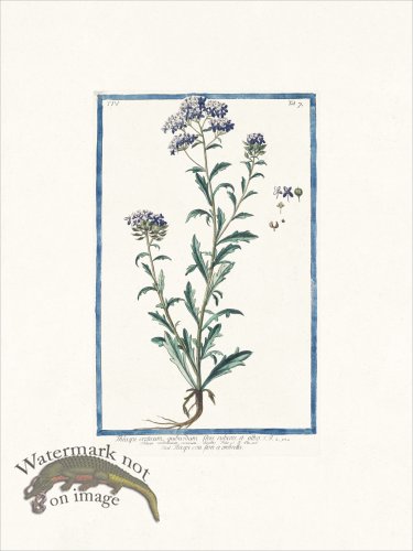 (image for) Bonelli 307 Pennycress