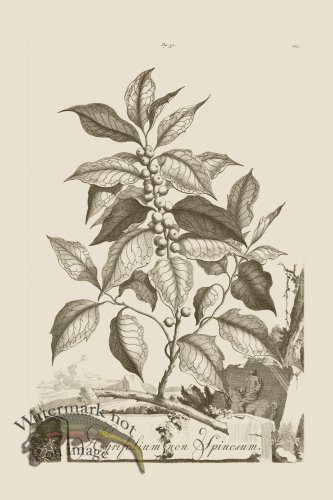 (image for) Abraham Munting 039