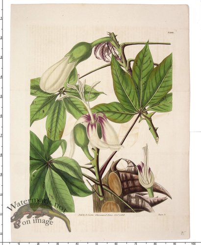 (image for) Curtis Botanical 085
