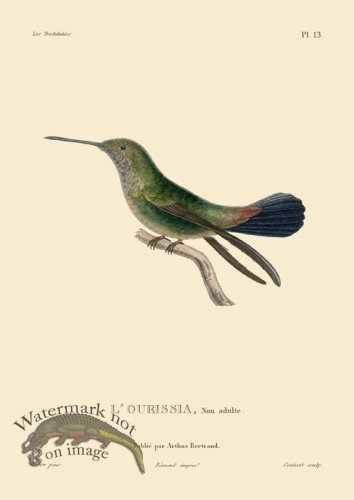 (image for) Humming Bird 13