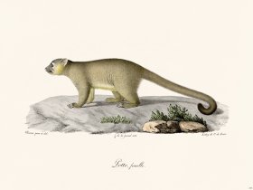 Cuvier 378 Female Lotto