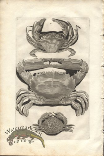 (image for) Rumphius 06