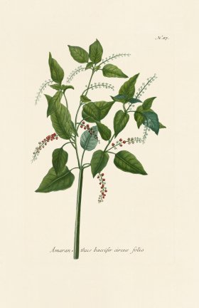 (image for) Weinmann PL 087