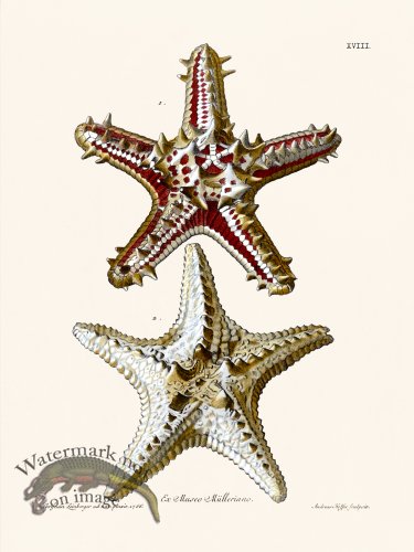 (image for) Knorr Sealife 18