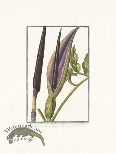 (image for) Bonelli 176 Dragonarum