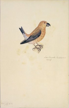 100 Swedish Birds . Loxia Curvirostra, Common Crossbill