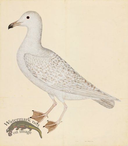 (image for) LARUS (WHITE GULL) . PL 25