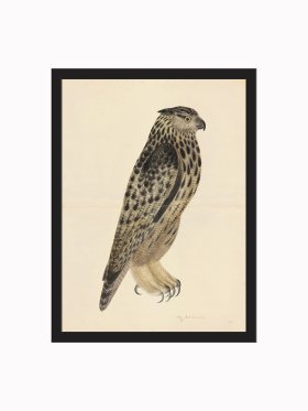 Rudbeck CFA_BF 08 Eagle Owl