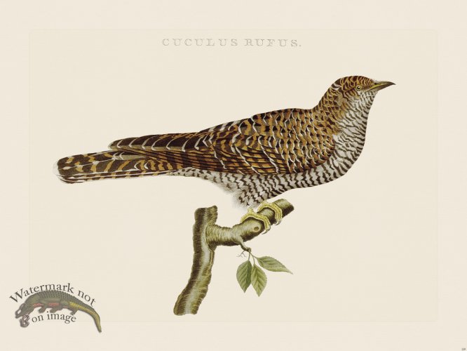 (image for) Nozeman Bird 228