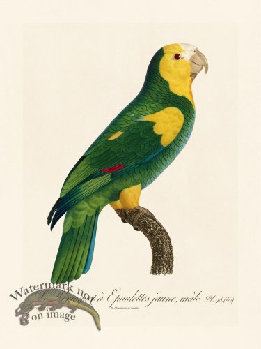(image for) Barraband Parrot 098b