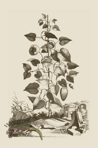 (image for) Abraham Munting 219