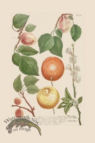 (image for) Weinmann PL 698