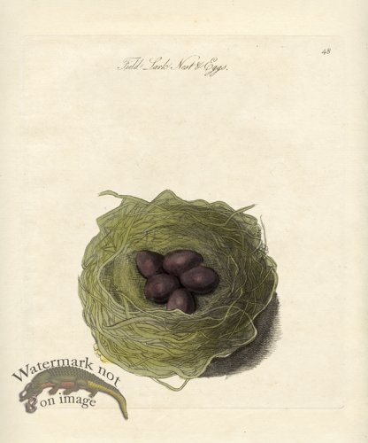 Field Lark Nest Eggs