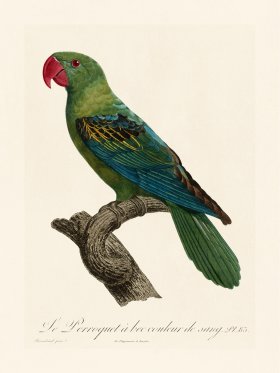 Barraband Parrot 083