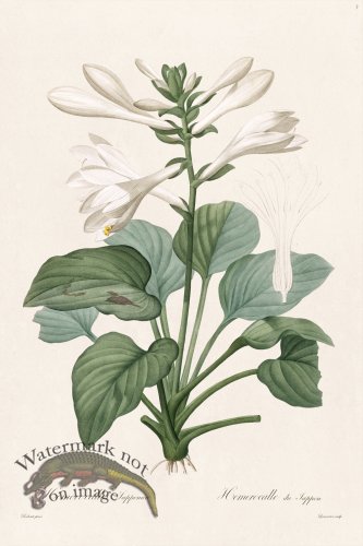 (image for) Les Liliacees Redoute 003