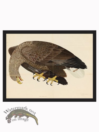 (image for) Rudbeck CFA_BF 06 Eagle