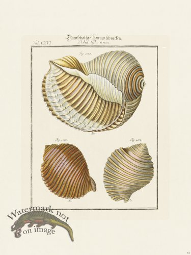 (image for) Martini Shells 061