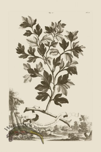 (image for) Abraham Munting 020